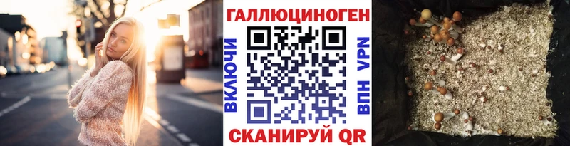 Галлюциногенные грибы Psilocybe  кракен онион  Белокуриха 